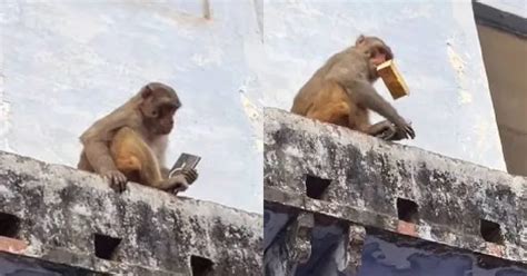 ഫോൺ തട്ടിയെടുത്ത് കുരങ്ങ് ; കുരങ്ങിന് ഫ്രൂട്ട് ജ്യൂസ് നൽകി ഫോ ...