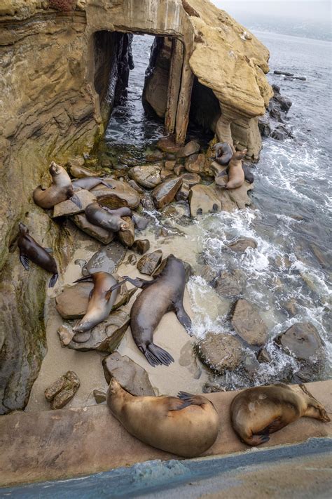 Sea lions are driving La Jolla into a frenzy. Your beach town might be ...