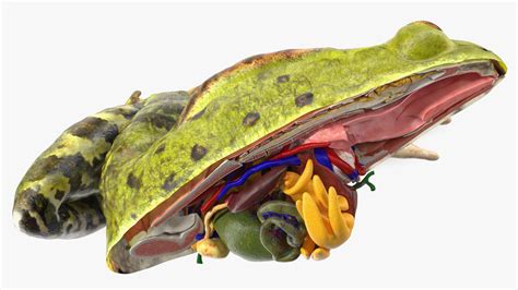 3D model Frog Anatomy Left Side Colored | 3D Molier International
