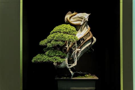 15 Most Expensive Bonsai Trees in the World [Updated 2025] – Abana Homes