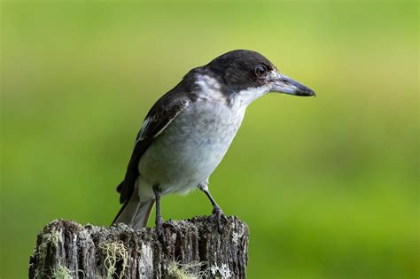 Image result for Alien Concept Art Book