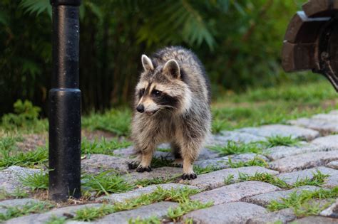 Where Do Raccoons Live: At Night and During the Day?