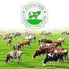 NATURALTEIN The Good Prot 1 kg (Chocolate) | 22g Protein Per Serving ...