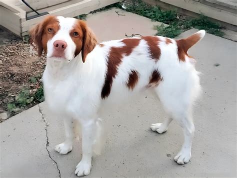 Brittany Spaniel