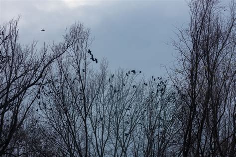 Free picture: Flock of crow birds on branches in trees in evening