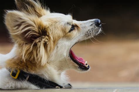 Why Do Dogs Yawn