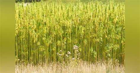Delhi to Host Its First International Hemp Festival | LBB
