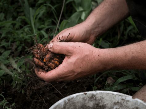 Process of Getting Turmeric Powder 的图像结果