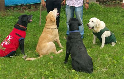 After a Decade Of Service, Mumbai Airport Says Goodbye To Its Canine Cops