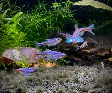 Image result for Fish Breeding