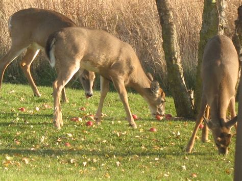deer eating apples by our tree | Deer, Animals, Horses