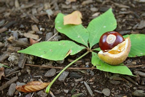 30 Facts About Buckeye - Facts.net