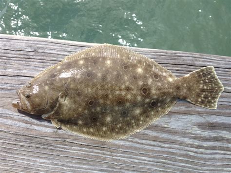 Flounder | Capt Tony's "Walkingangler"