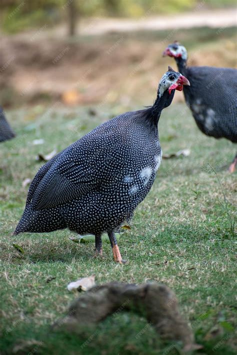 African Guinea Fowl
