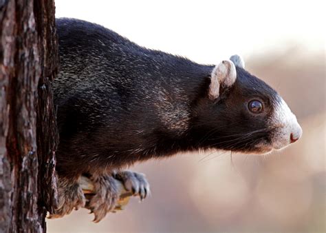 fox squirrel | FWS.gov