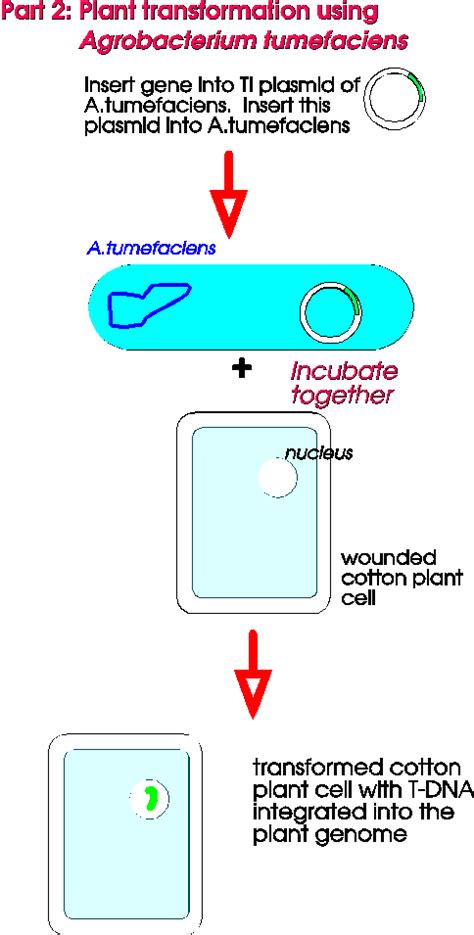 Recombination Engineering Flow Chart 的图像结果
