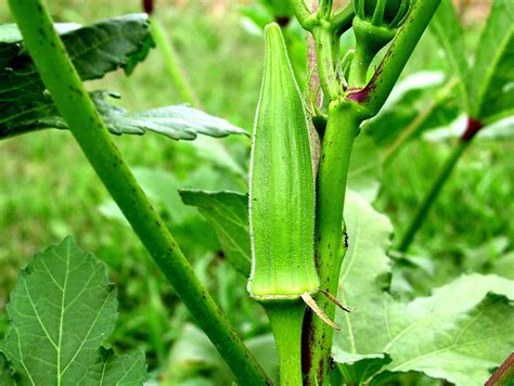 8 Benefits of Ocra for Human Health ~ benefit of all