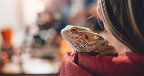 best pet reptiles for beginners