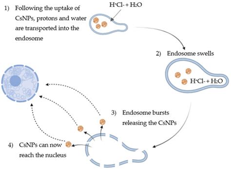 Advances in Chitosan-Based CRISPR/Cas9 Delivery Systems
