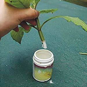 Rooting Harmon Special Pack of 60 Grms (FLORICULTURE GREENS) : Amazon ...