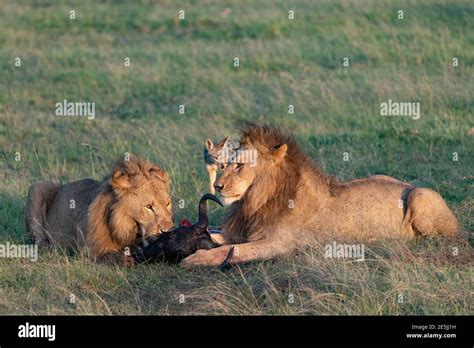 Jackal Lion 的图像结果