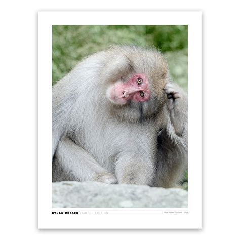 Snow Monkey 4836 – Dylan Rosser Photography