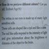 what does the rod and cone cells do in our eye please click a picture ...