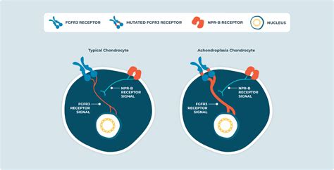 Image result for JavaScript Repeat Loop