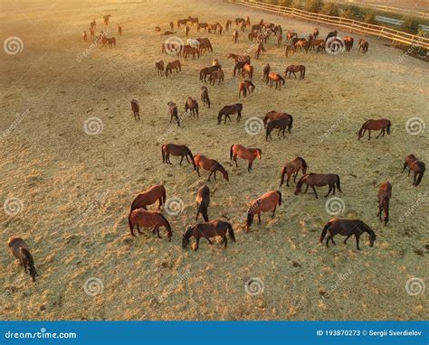 Aerial View of Group of Horses. Herd of Young Horses Running, Top View ...