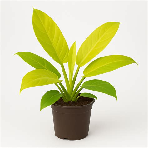 Philodendron ‘Golden Melinonii’ – A Shining Jewel for Indoor Elegance ...