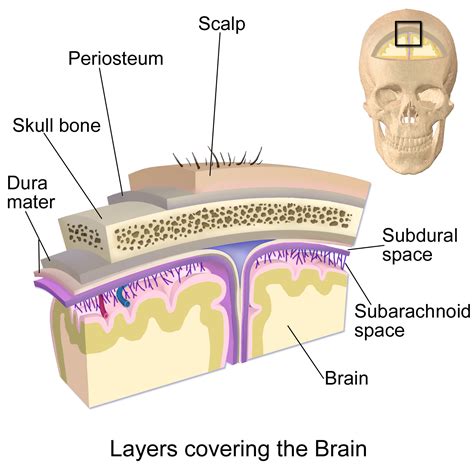 Layers Of Scalp Anatomy