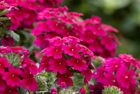 17 Deer-Resistant Annuals to Brighten Up Your Garden