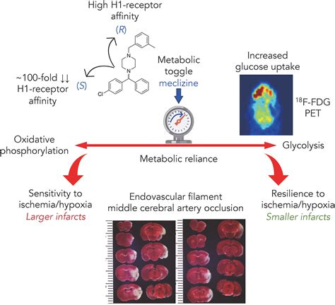 Mechanism of Action and Translational Potential of (S)-Meclizine in ...
