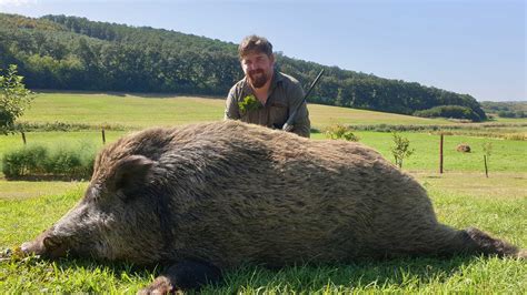 High seat and stalking Wild boar hunting in Hungary - Hunting in Hungary