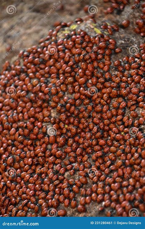 Large Infestation of Lady Bugs on a Rock Stock Image - Image of cluster ...