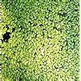 Gachwala Live Giant Duckweed Plants for Aquarium, Ponds, Aquaponics ...