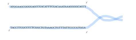 Image result for Complementary mRNA Strand