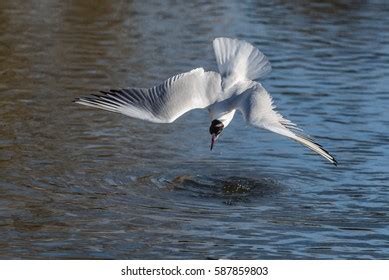 Image result for How to Catch Diving Fish