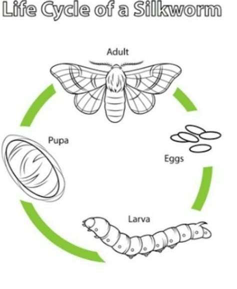 Draw the diagram of silkworm life cycle and label it ? - Brainly.in