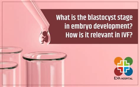 Image result for 2 Week Embryo