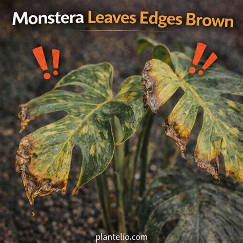 Pothos Leaves Curling: Why Pothos Leaves Curl and How to Fix It - Plantelio