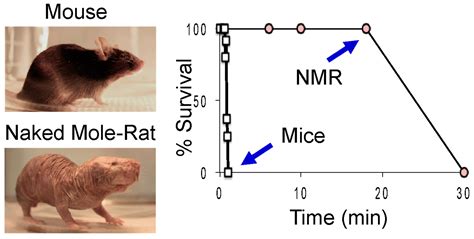 Are Rats Cleaner Than Cats And Dogs