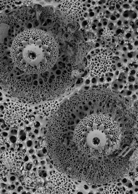 Microscopic Patterns 的图像结果