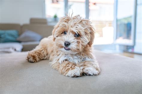 Small Maltipoo Maltipoo Pups Te Koop | Puppyplaats