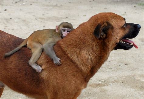 monkey & dog | Собаки