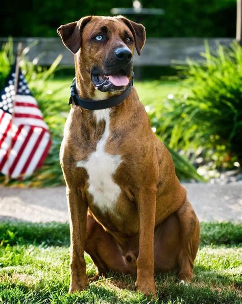 Image result for Boxer Mix Dogs