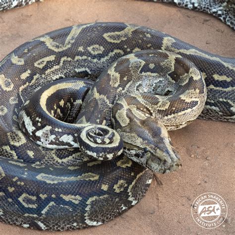 African Python Snake 的图像结果