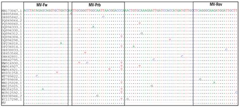 Development and Evaluation of a New Measles Detection Assay Using Real ...