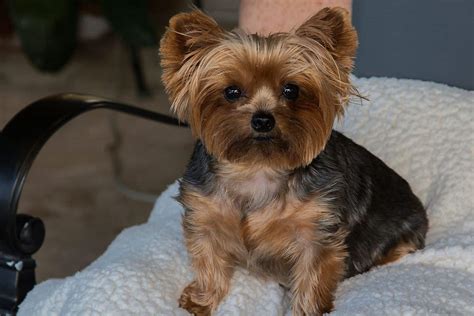 Teacup Yorkie: Meet The World’s Smallest Dog