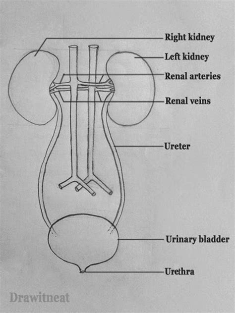 How to Draw Kidney in Easy Way 的图像结果